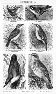 Birds engraving 1895 Birds engraving 1895