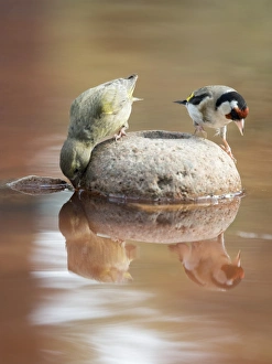Birds of the species, Goldfinch (Carduelis carduelis ), It is a bird paseriforme belonging to the family of the fringAlidos. Red Crossbill (Loxia curvirostra) female. Birds of the species, Goldfinch (Carduelis carduelis ), It is a bird paseriforme belonging to the family of the fringAlidos. Red Crossbill (Loxia curvirostra) female.