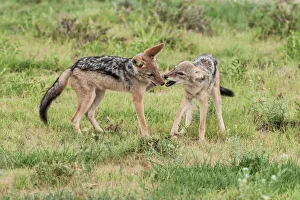 The black-backed jackal (Canis mesomelas) is a canid native to two areas of Africa The black-backed jackal (Canis mesomelas) is a canid native to two areas of Africa