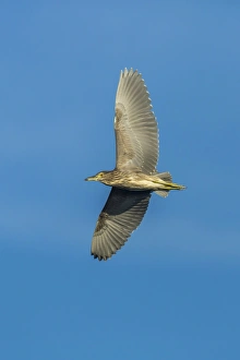 Black-crowned Night Heron -Nycticorax nycticorax-, Keoladeo National Park, Rajasthan Black-crowned Night Heron -Nycticorax nycticorax-, Keoladeo National Park, Rajasthan