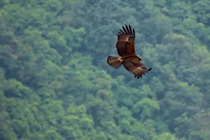<b class=qtipBold><figcaption>Black Eagle</figcaption></b><br>Black Eagle spotted at Silent Valley National Park, Western Ghats, Kerala. Black Eagle