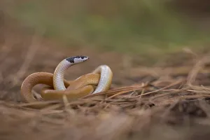 Black-headed ground snake Black-headed ground snake