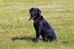Black Labrador Retriever, young male dog, panting with tongue hanging out, dog sitting Black Labrador Retriever, young male dog, panting with tongue hanging out, dog sitting