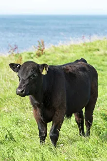 Black male Aberdeen Angus calf on a pasture on the north coast of Scotland, Caithness Black male Aberdeen Angus calf on a pasture on the north coast of Scotland, Caithness
