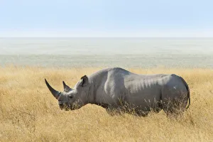 Black Rhino -Diceros bicornis- at the edge of the Etosha Pan, Etosha National Park Black Rhino -Diceros bicornis- at the edge of the Etosha Pan, Etosha National Park