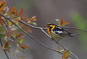 Blackburnian Warbler Blackburnian Warbler