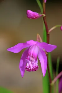 Bletilla, Hardy Orchid or Chinese Ground Orchid -Bletilla striata-, flower, Germany Bletilla, Hardy Orchid or Chinese Ground Orchid -Bletilla striata-, flower, Germany