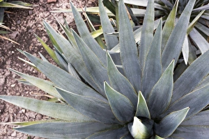 Blue Agave Blue Agave