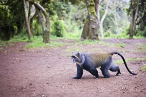 Blue Monkey, Cercopithecus mitis, roaming the rainforests of Mount Kilimanjaro, Kilimanjaro Region, Tanzania. Blue Monkey, Cercopithecus mitis, roaming the rainforests of Mount Kilimanjaro, Kilimanjaro Region, Tanzania.