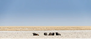 Blue Wildebeest -Connochaetes taurinus- lying in the midday heat, dried out waterhole at the edge of the Etosha Pan, Springbokfontein water hole, Etosha National Park, Namibia Blue Wildebeest -Connochaetes taurinus- lying in the midday heat, dried out waterhole at the edge of the Etosha Pan, Springbokfontein water hole, Etosha National Park, Namibia