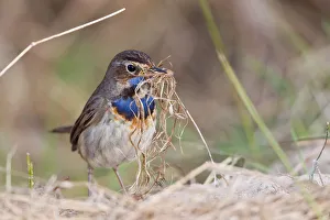 Bluethroat -Luscinia svecica- with nesting material, Texel, West Frisian Islands, province of North Holland, The Netherlands Bluethroat -Luscinia svecica- with nesting material, Texel, West Frisian Islands, province of North Holland, The Netherlands