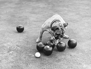 Bowling Dog Bowling Dog