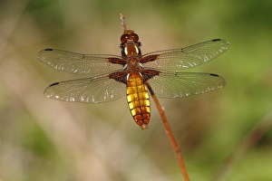 Broad-bodied chaser -Libellula depressa-, female perched on reed, Huehnermoor marsh near Marienfeld, Guetersloh, North Rhine-Westphalia, Germany, Europe Broad-bodied chaser -Libellula depressa-, female perched on reed, Huehnermoor marsh near Marienfeld, Guetersloh, North Rhine-Westphalia, Germany, Europe