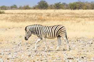 Burchell's Zebra -Equus burchellii- walking through dry steppe, Etosha National Park Burchell's Zebra -Equus burchellii- walking through dry steppe, Etosha National Park