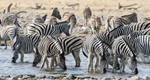 Burchell's Zebras -Equus burchellii- drinking at a waterhole, Etosha National Park Burchell's Zebras -Equus burchellii- drinking at a waterhole, Etosha National Park