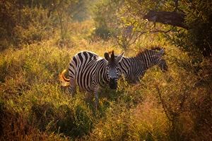 Burchell's Zebras in the Morning Light, Kruger National Park, South Africa Burchell's Zebras in the Morning Light, Kruger National Park, South Africa