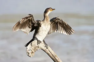 Cape cormorant or Cape shag -phalacrocorax capensis- at Wilderness National Park, South Africa Cape cormorant or Cape shag -phalacrocorax capensis- at Wilderness National Park, South Africa