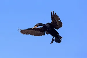 Cape Cormorant -Phalacrocorax capensis-, adult flying, landing, Bettys Bay, Western Cape Cape Cormorant -Phalacrocorax capensis-, adult flying, landing, Bettys Bay, Western Cape