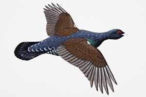 Capercaillie (Tetrao urogallus), also known Wood Grouse or more specifically Western Capercaillie (Tetrao urogallus), also known Wood Grouse or more specifically Western