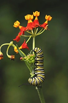 Caterpillar of a monarch butterfly -Danaus plexippus-, eating flower buds of Mexican Caterpillar of a monarch butterfly -Danaus plexippus-, eating flower buds of Mexican