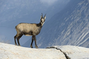 Chamois -Rupicapra rupicapra-, female, in winter coat, Valais, Switzerland, Europe Chamois -Rupicapra rupicapra-, female, in winter coat, Valais, Switzerland, Europe