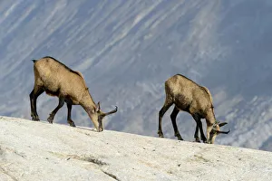 Chamois -Rupicapra rupicapra- licking off mineral salts, Valais, Switzerland, Europe Chamois -Rupicapra rupicapra- licking off mineral salts, Valais, Switzerland, Europe