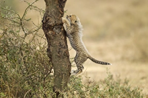 Cheetah Cub in Tree, Ndutu Plains, Tanzania Cheetah Cub in Tree, Ndutu Plains, Tanzania