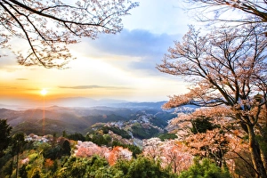 Cherry blossoms at Mount Yoshino Cherry blossoms at Mount Yoshino