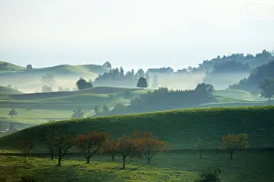 Cherry trees in autumn, morainic landscape, Hirzel area, Zurich, Switzerland, Europe Cherry trees in autumn, morainic landscape, Hirzel area, Zurich, Switzerland, Europe