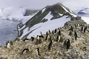 Chinstrap penguins, Antarctic Peninsula Chinstrap penguins, Antarctic Peninsula