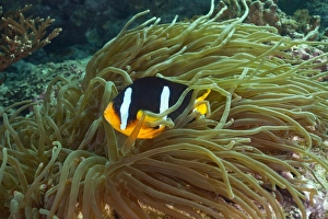 Clark's Anemonefish or Yellowtail Clownfish -Amphiprion clarkii-, near Fahal, Oman Clark's Anemonefish or Yellowtail Clownfish -Amphiprion clarkii-, near Fahal, Oman