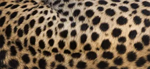 Close-up of cheetah spots on the animal's hide in Serengeti National Park, Tanzania Close-up of cheetah spots on the animal's hide in Serengeti National Park, Tanzania