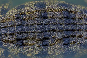 Close-up texture of a the shin on a Nile Crocodile's back, Western Cape Province, South Africa Close-up texture of a the shin on a Nile Crocodile's back, Western Cape Province, South Africa