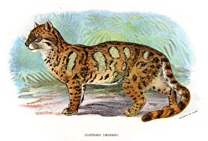 Clouded Leopard - Neofelis nebulosa Clouded Leopard - Neofelis nebulosa