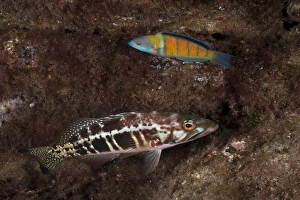 Comber -Serranus cabrilla-, below, and Ornate Wrasse -Thalassoma pavo-, near Santa Maria Comber -Serranus cabrilla-, below, and Ornate Wrasse -Thalassoma pavo-, near Santa Maria