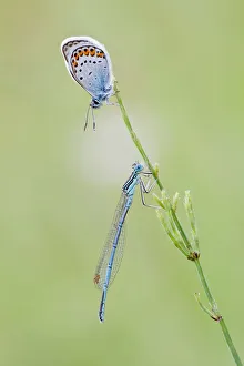 Common Blue -Polyommatus icarus- and a Blue-tailed Damselfly -Ischnura elegans- on a Common Blue -Polyommatus icarus- and a Blue-tailed Damselfly -Ischnura elegans- on a