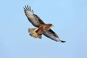 Common Buzzard -Buteo buteo- in flight, Swabian Alb biosphere reserve, Baden-Wurttemberg Common Buzzard -Buteo buteo- in flight, Swabian Alb biosphere reserve, Baden-Wurttemberg
