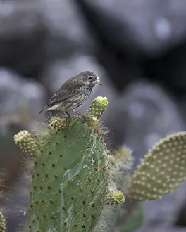 Common Cactus Finch or Small Cactus Finch -Geospiza scandens- feeding on a flower of an Common Cactus Finch or Small Cactus Finch -Geospiza scandens- feeding on a flower of an