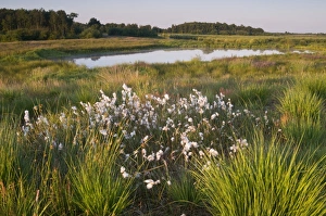 Common cottongrass (Eriophorum angustifolium) in Dutch raised bog reserve Bargerveen Common cottongrass (Eriophorum angustifolium) in Dutch raised bog reserve Bargerveen