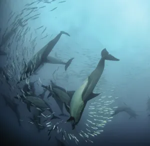 Common dolphins attacking a sardine bait ball during the annual sardine run, Wild Coast Common dolphins attacking a sardine bait ball during the annual sardine run, Wild Coast