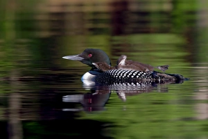 Common loon chick stretches Common loon chick stretches