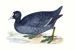 Coot water migratory bird Coot water migratory bird