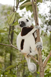 Coquerels Sifaka or Crowned Sifaka -Propithecus coquereli-, male, sitting on a branch in a forest, with a curled tail, Exotic Park, Peyriar, near Andasibe, Madagascar Coquerels Sifaka or Crowned Sifaka -Propithecus coquereli-, male, sitting on a branch in a forest, with a curled tail, Exotic Park, Peyriar, near Andasibe, Madagascar