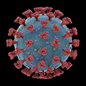 Coronavirus particle, illustration Coronavirus particle, illustration