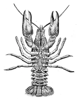 Crayfish engraving 1888 Crayfish engraving 1888