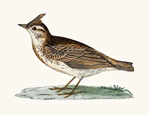 Crested Lark bird Crested Lark bird