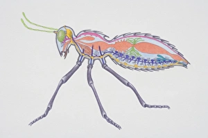 Cross-section of insect showing internal anatomy including brain, abdomen, kidneys and sex organs, side view Cross-section of insect showing internal anatomy including brain, abdomen, kidneys and sex organs, side view