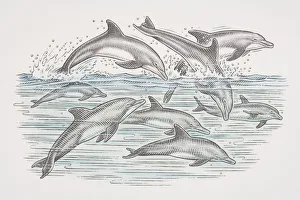 Cross-section underwater view of dolphins swimming and leaping over water surface Cross-section underwater view of dolphins swimming and leaping over water surface