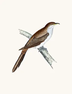 Cuckoo bird Cuckoo bird