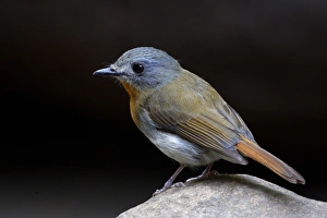 <b class=qtipBold><figcaption>Cyornis pallipes</figcaption></b><br>White bellied blue flycatcher (Cyornis pallipes), is endemic bird of western ghats, India. Cyornis pallipes